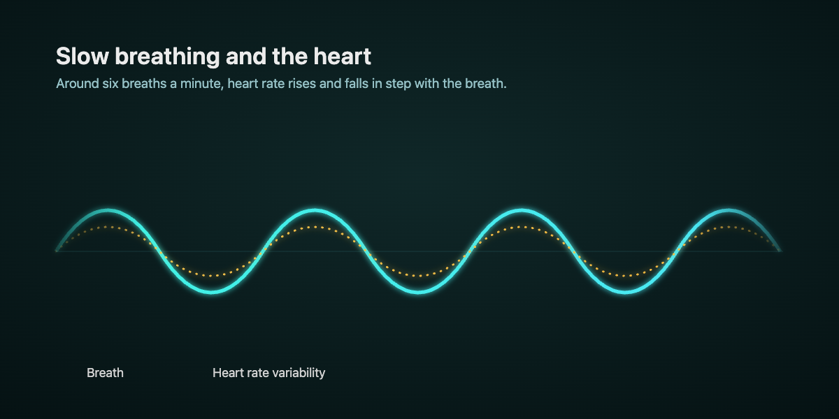 Chart showing breath and heart rate variability rising and falling together at around six breaths per minute