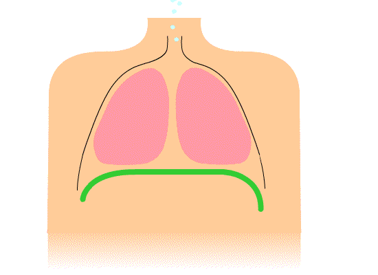 Animated diagram showing diaphragmatic breathing technique